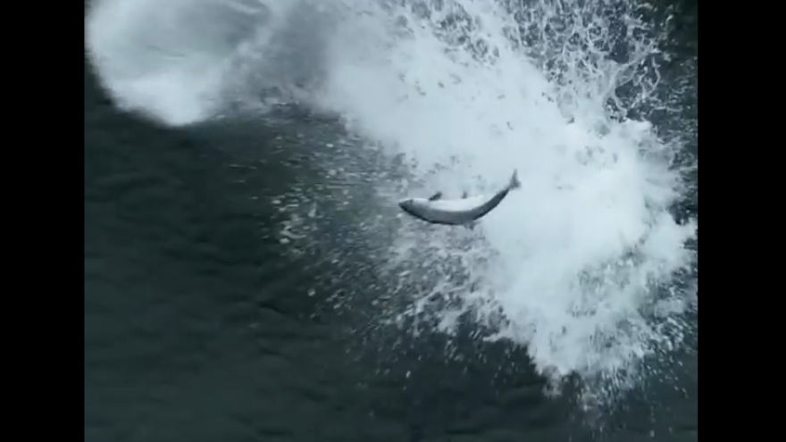 Cận cảnh màn săn mồi cực đỉnh của cá voi sát thủ